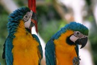 Dominikánská republika