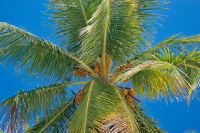 Dominikánská republika